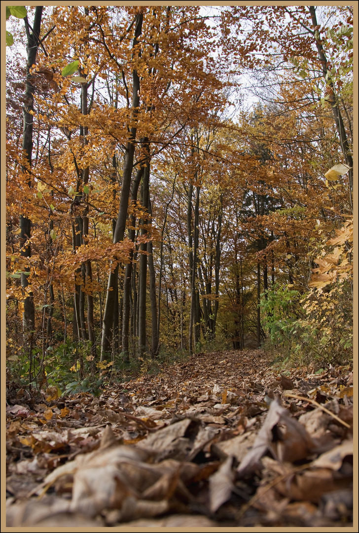 Novemberwald