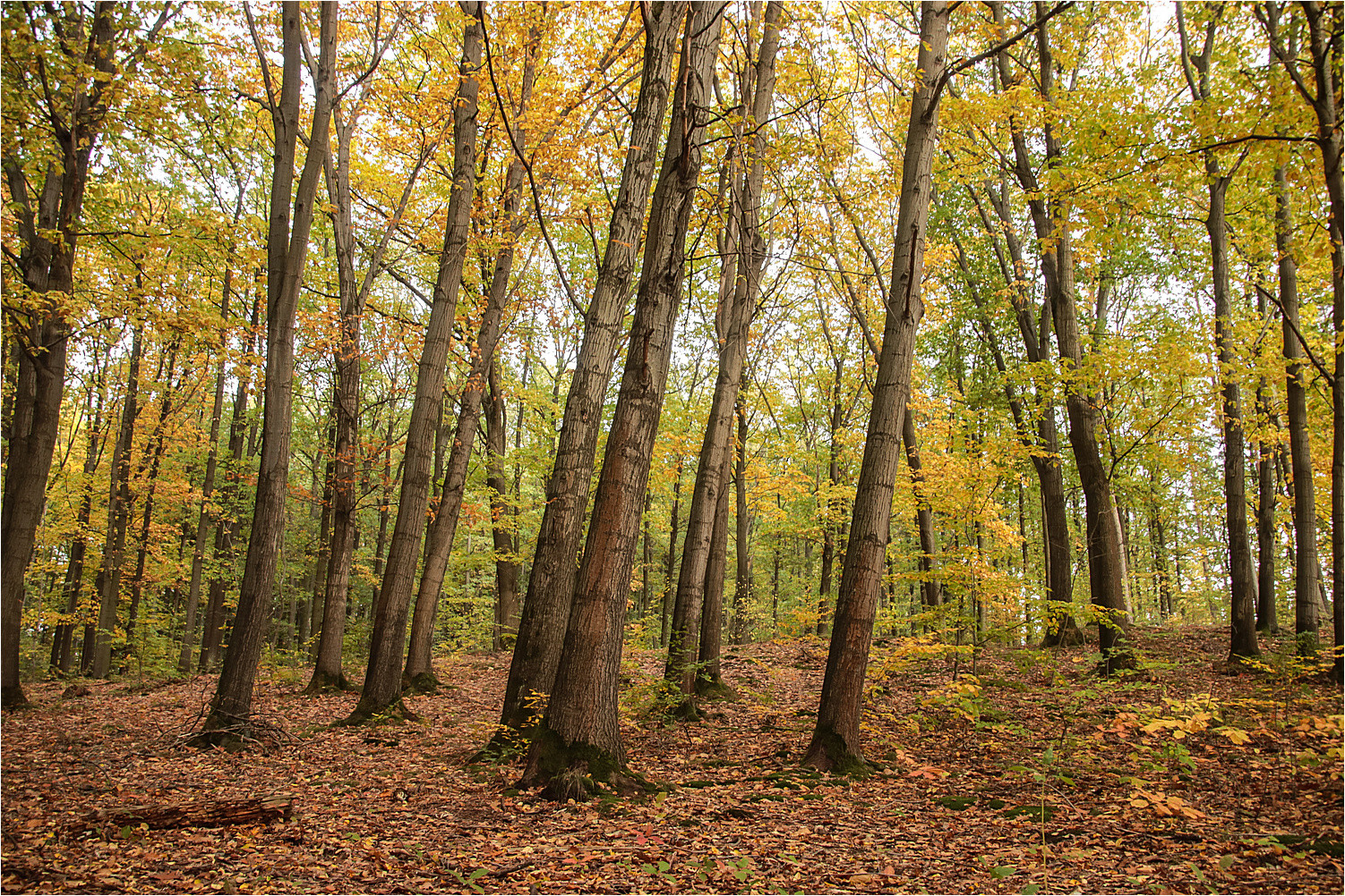 Novemberwald 1