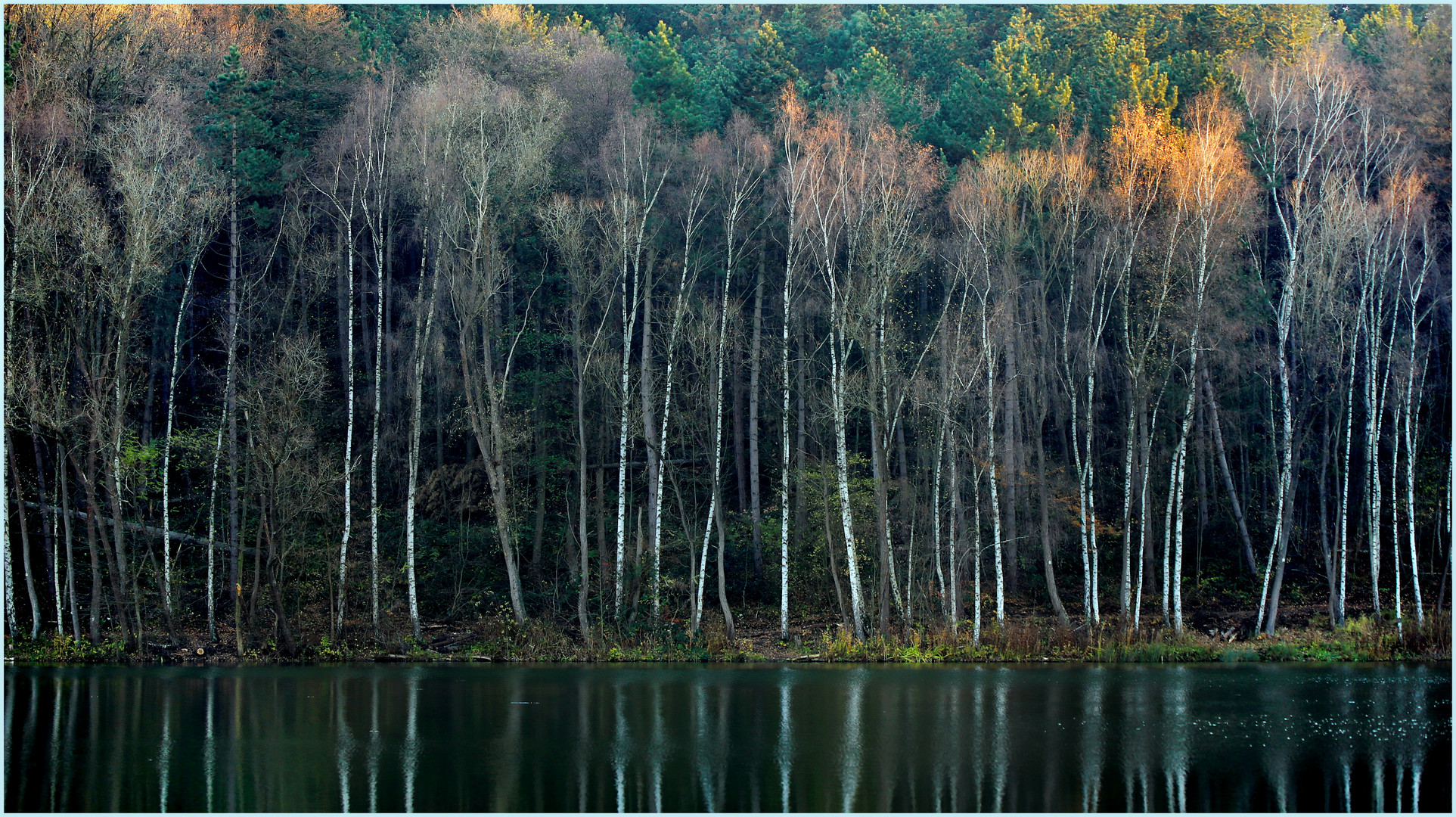 Novemberwald 