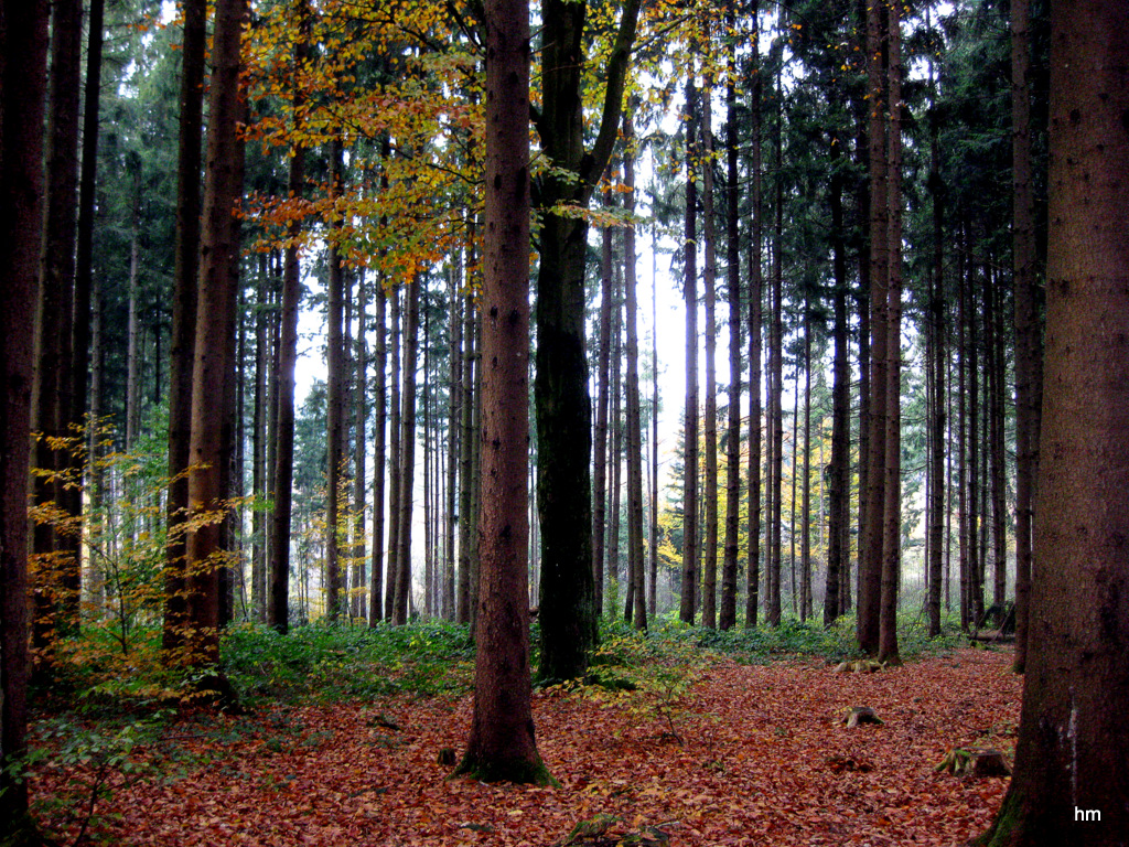 Novemberwald