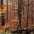 Novemberwald