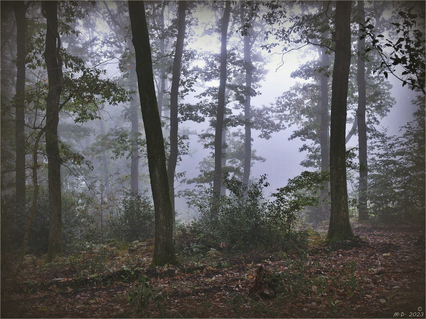 ~ Novemberwald  ~