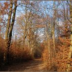 Novemberwald *2*