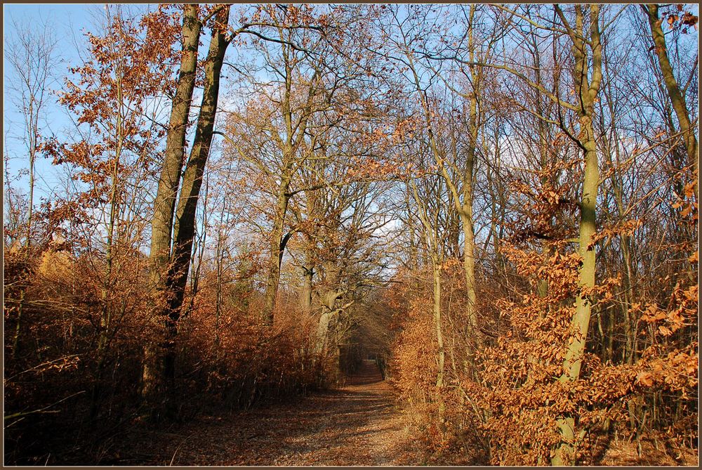 Novemberwald *2*