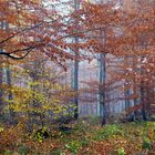 Novemberwald*