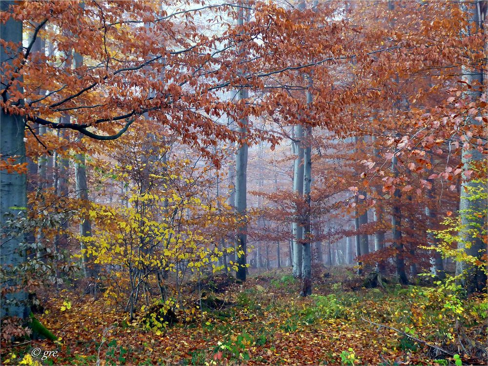 Novemberwald*