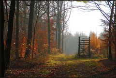 Novemberwald *3*