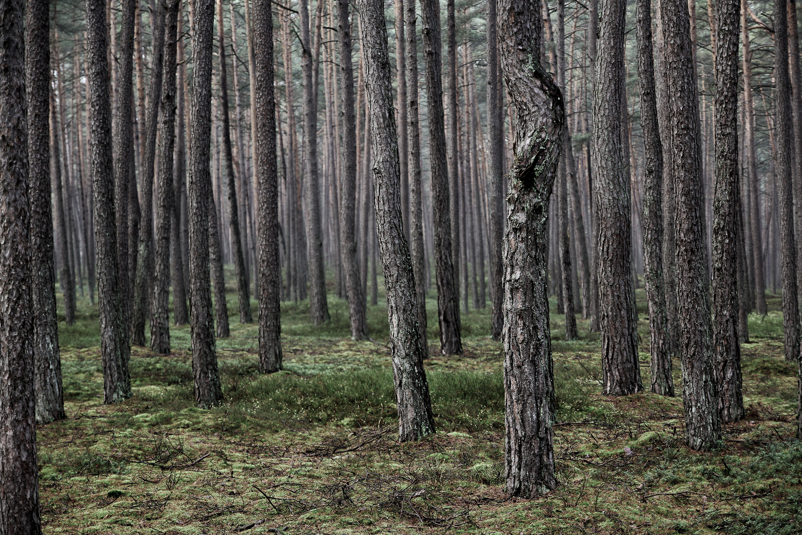 Novemberwald