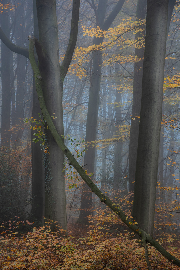 Novemberwald