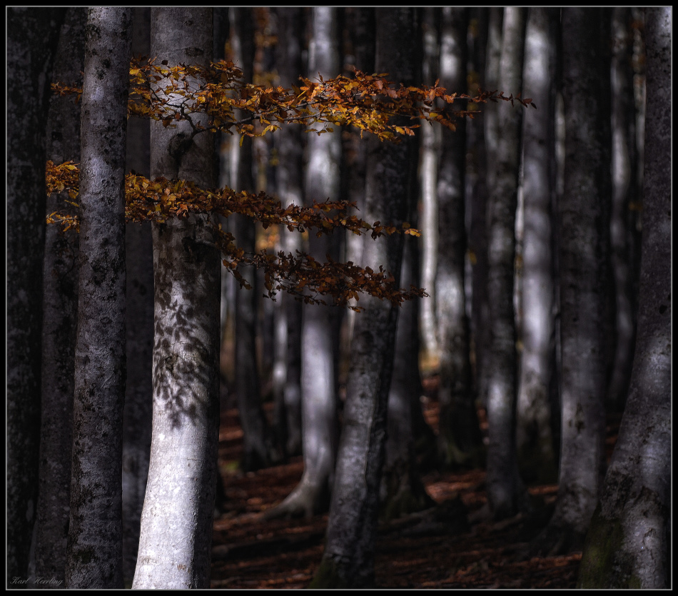 Novemberwald