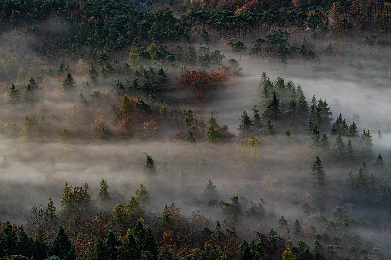 Novemberwald