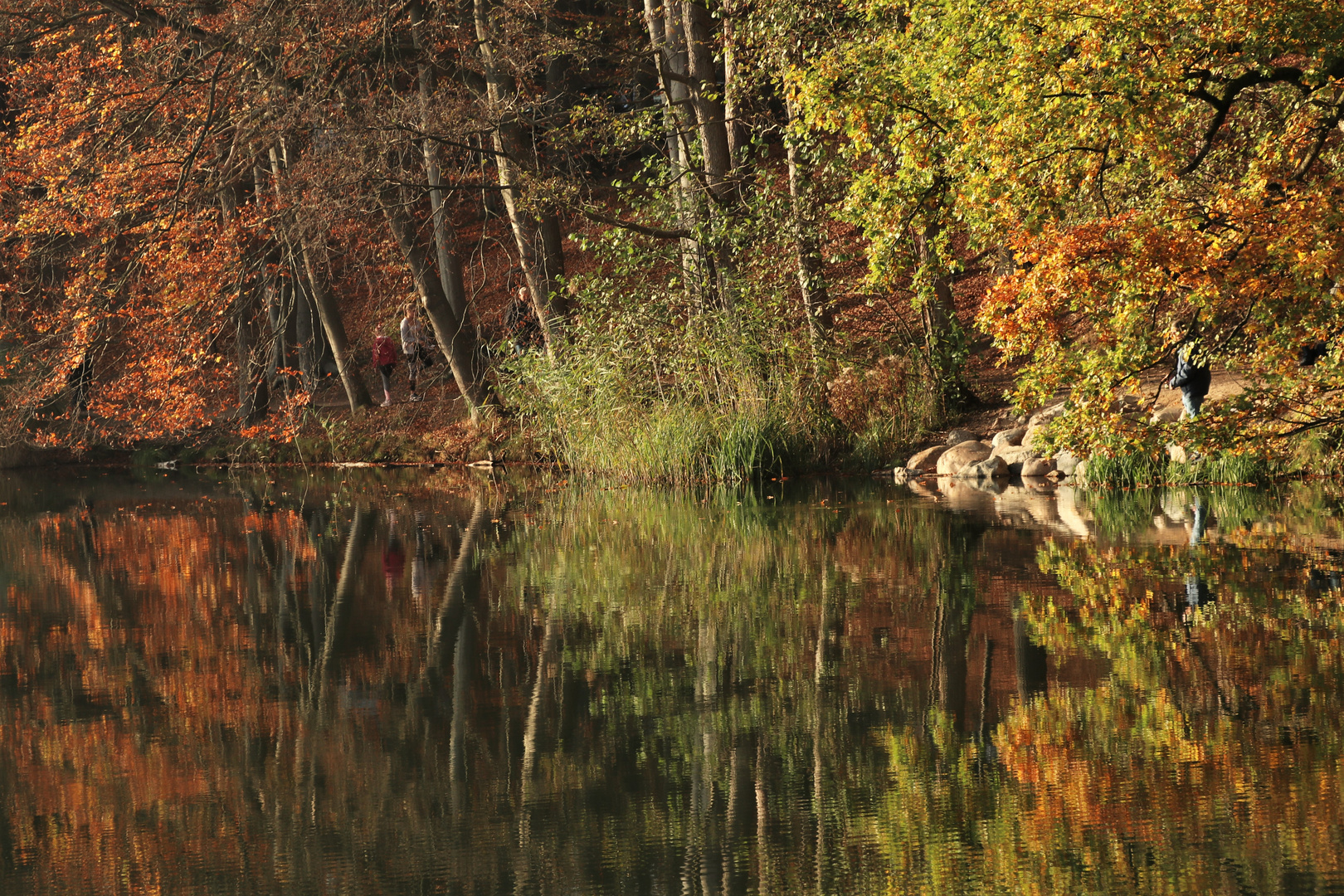 Novemberwald