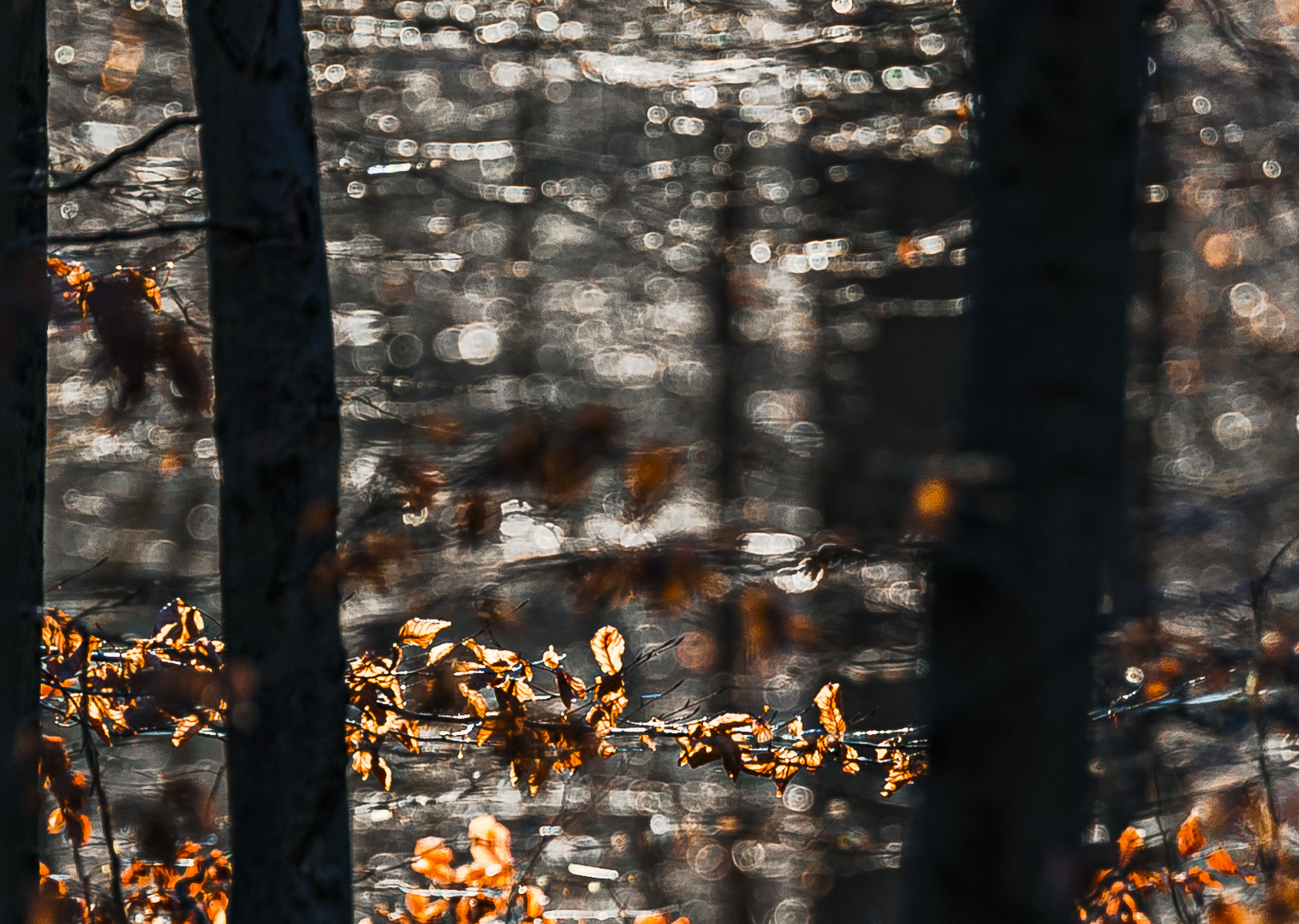 Novemberwald