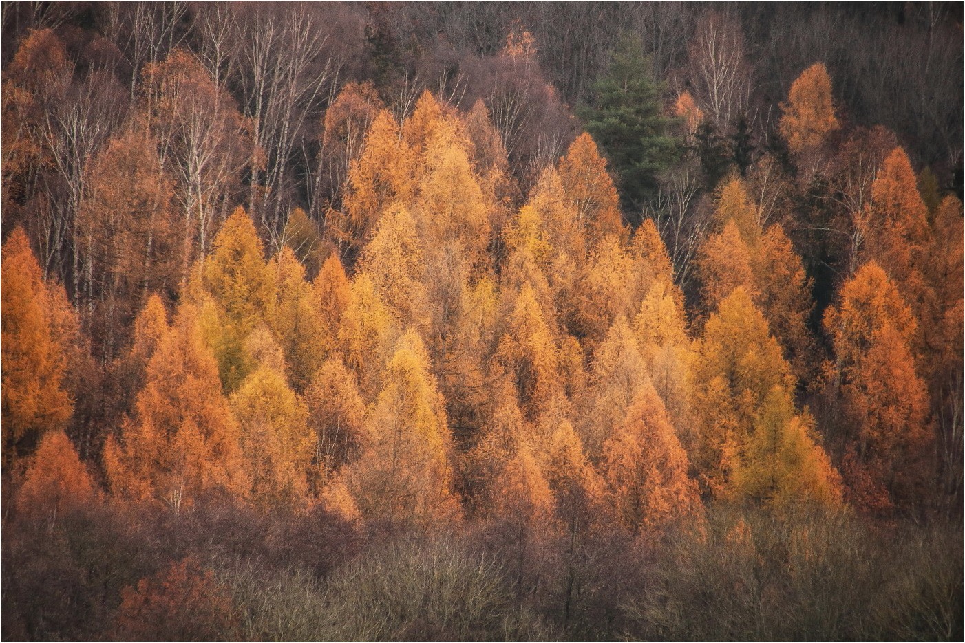 Novemberwald