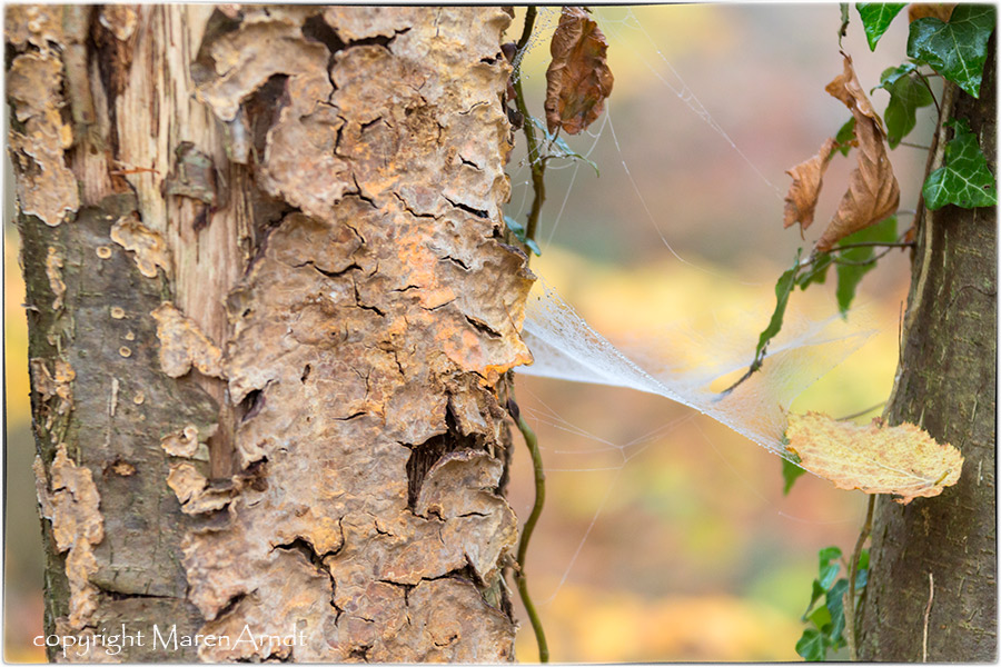 Novemberwald ...