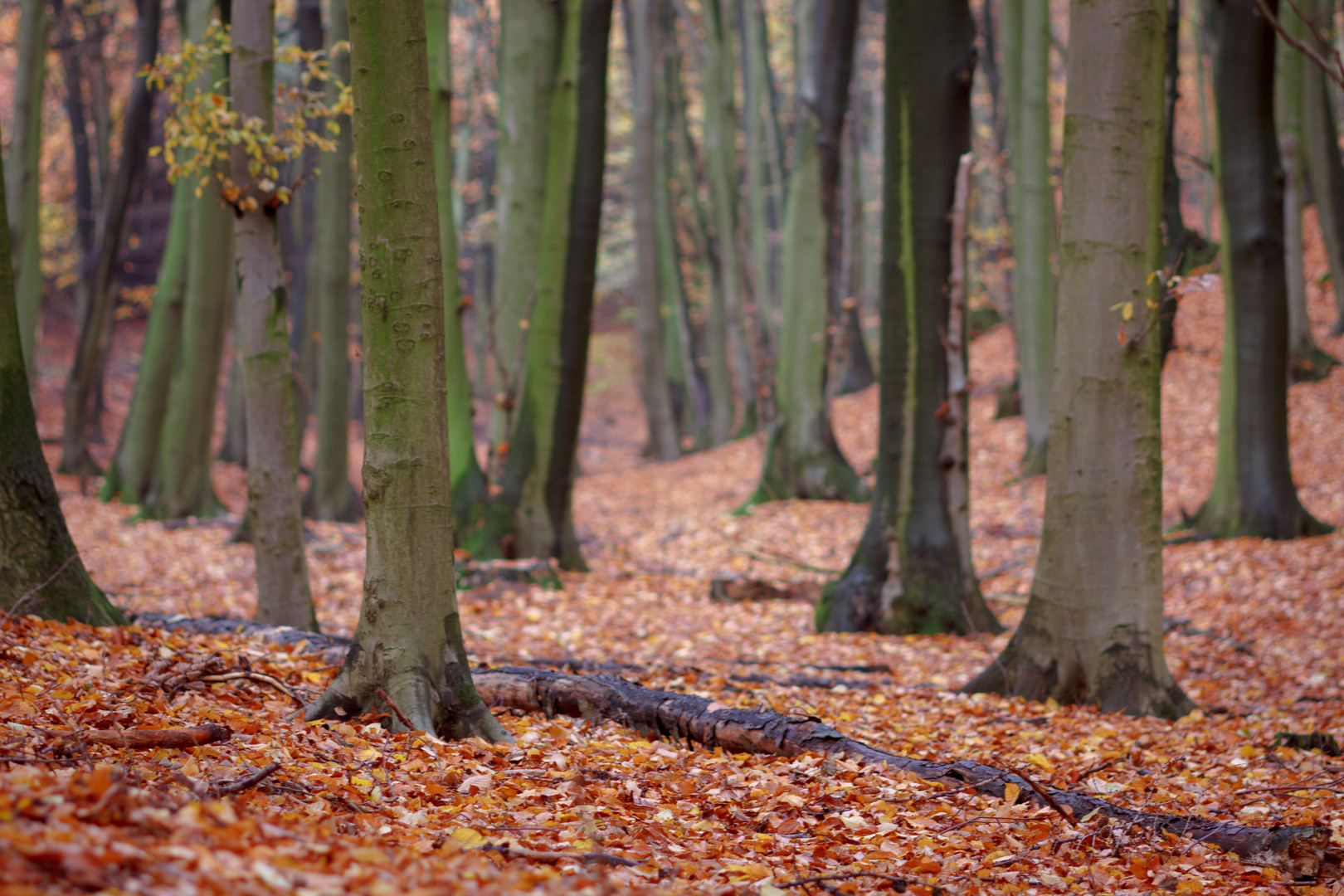 Novemberwald 