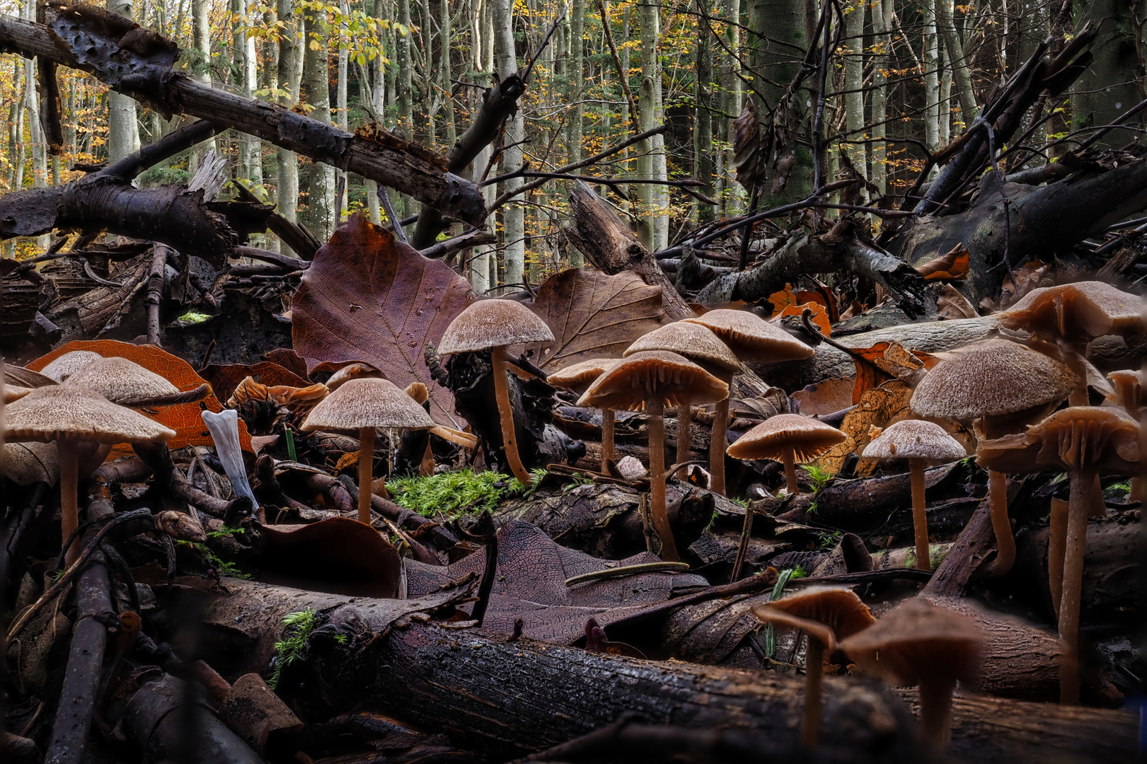 " Novemberwald "