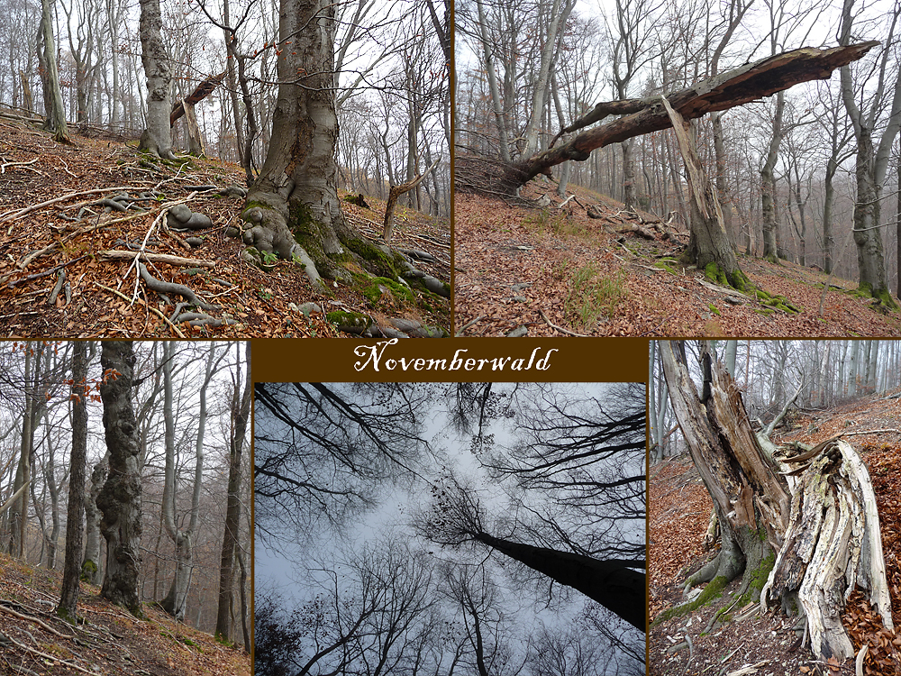 Novemberwald