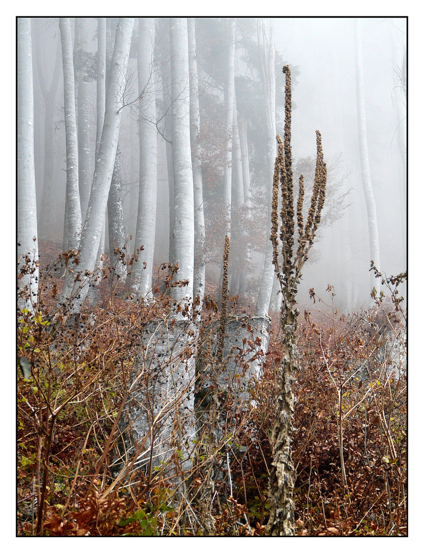 Novemberwald