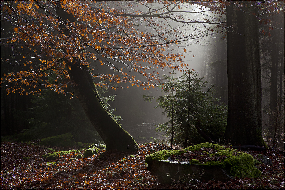 NOVEMBERWALD (6)