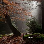 NOVEMBERWALD (6)