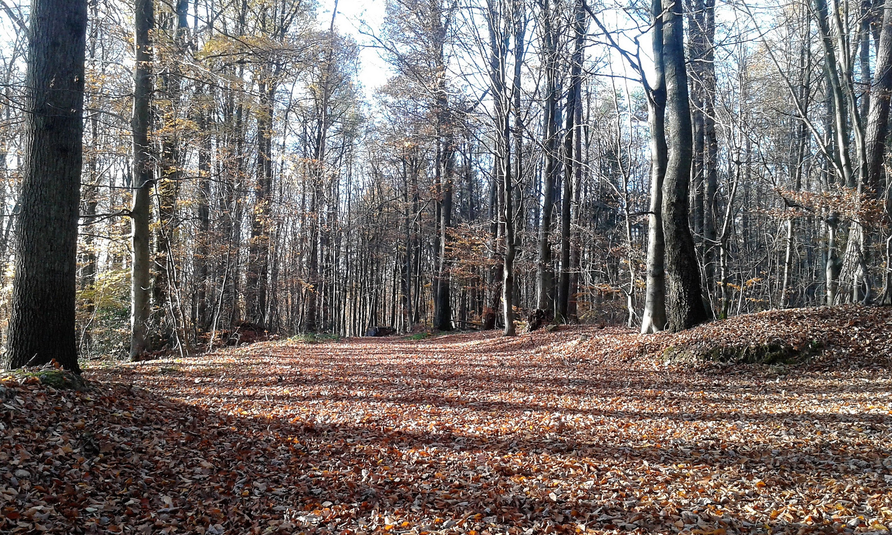 NovemberWald