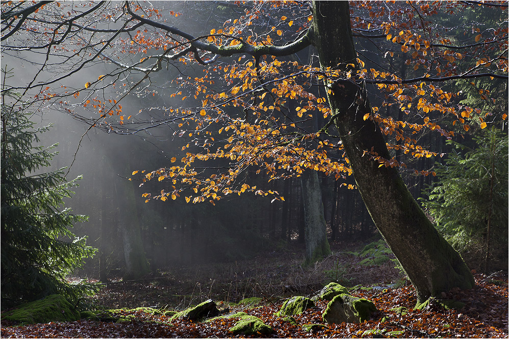 NOVEMBERWALD (7)