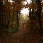 novemberwald