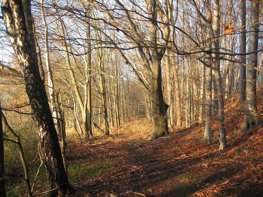 Novemberwald