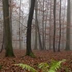 Novemberwald