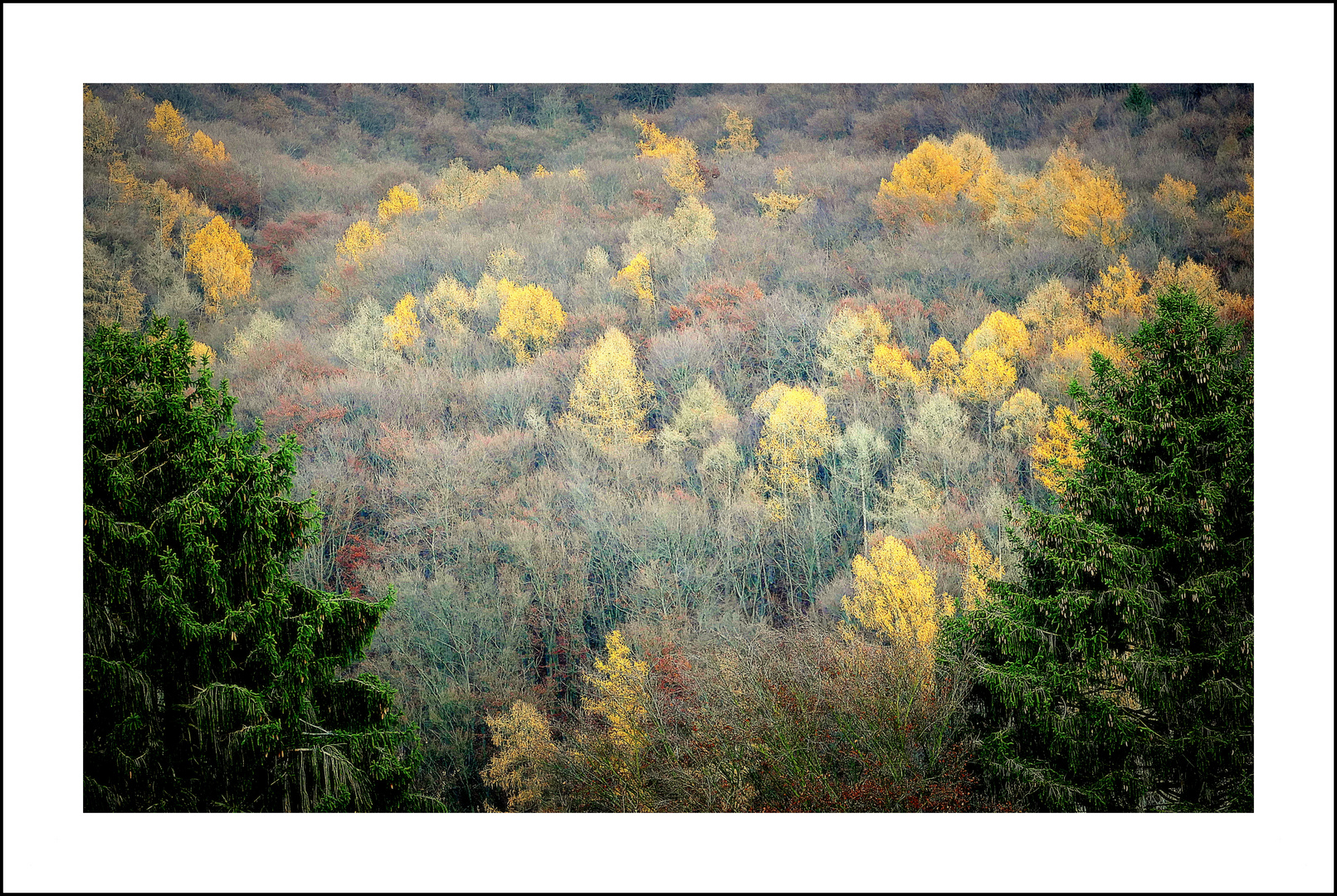 Novemberwald