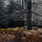 NOVEMBERWALD (8)