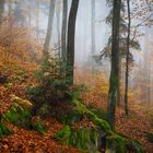 novemberwald