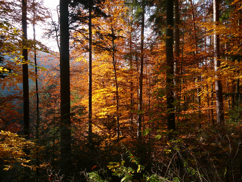 Novemberwald