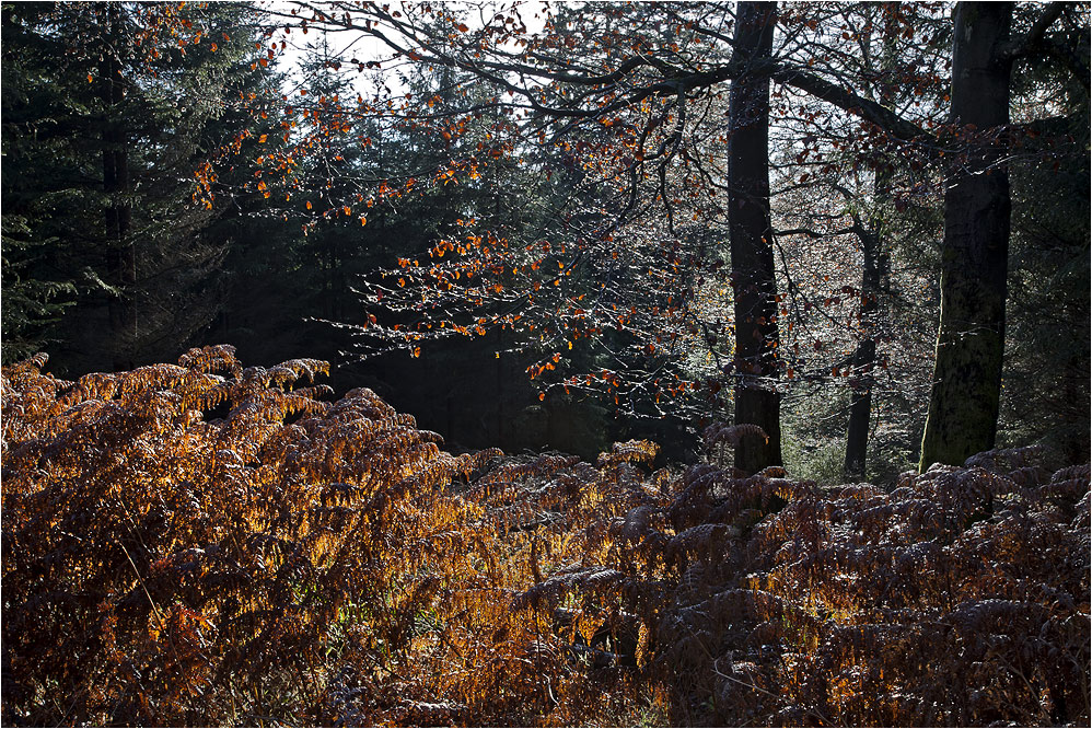 NOVEMBERWALD (9)