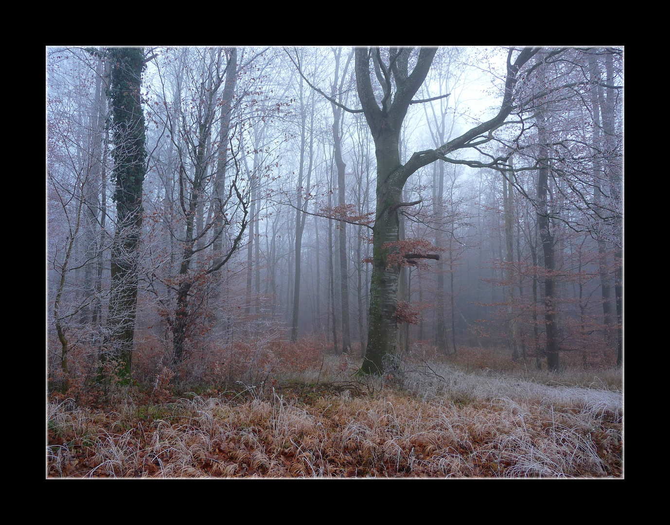 ~ Novemberwald ~