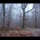 ~ Novemberwald ~