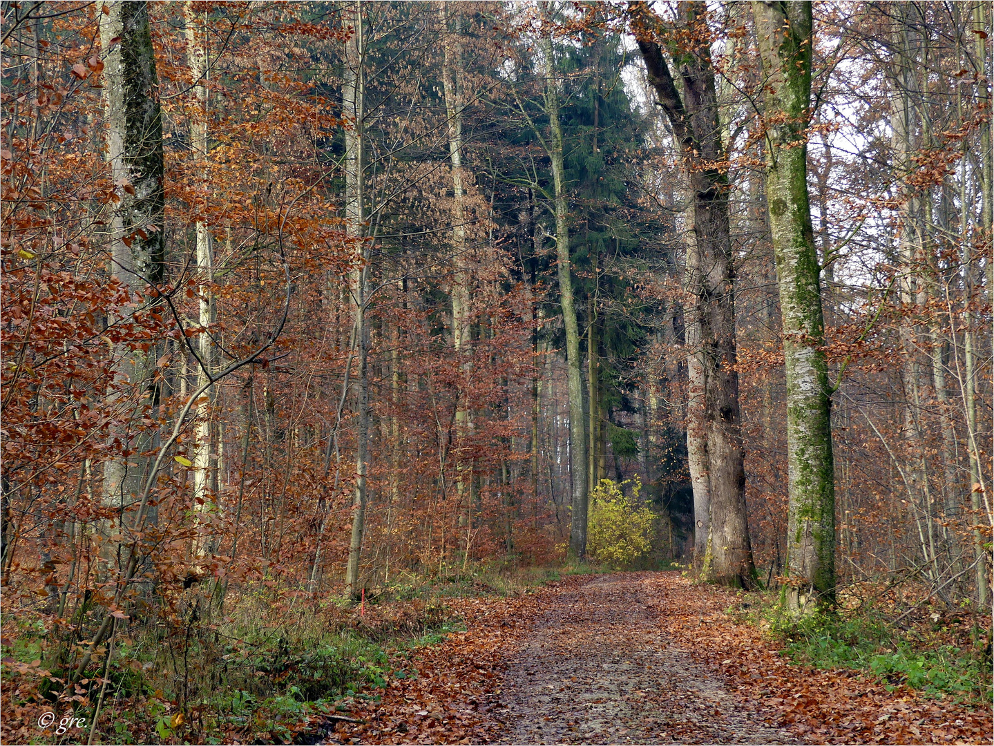 Novemberwald