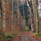 Novemberwald