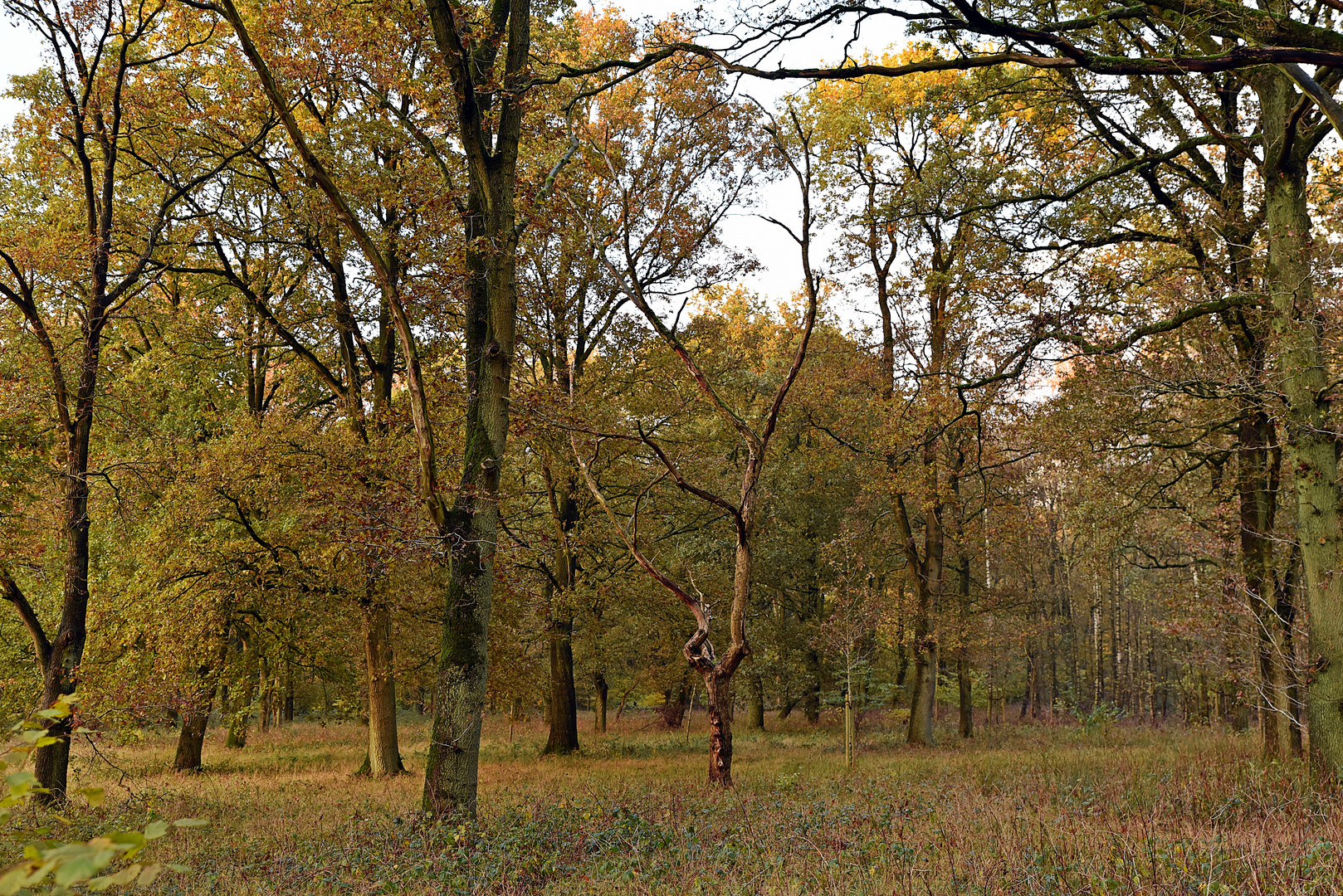 Novemberwald