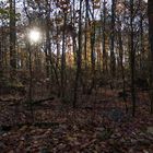 Novemberwald bei tiefstehender Sonne.