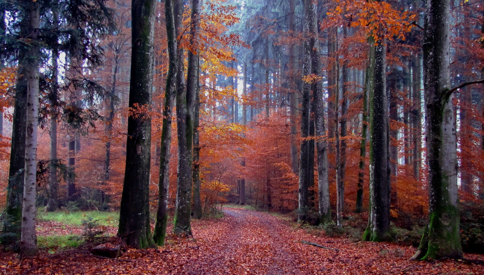 Novemberwald