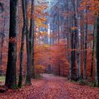 Novemberwald