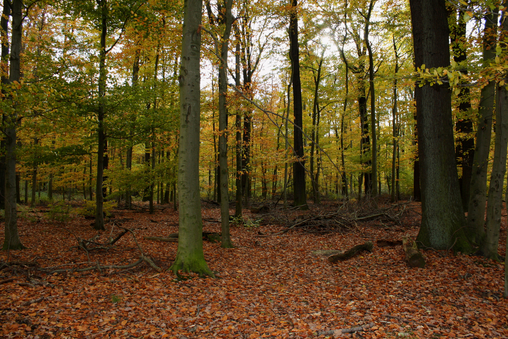 Novemberwald