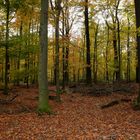 Novemberwald