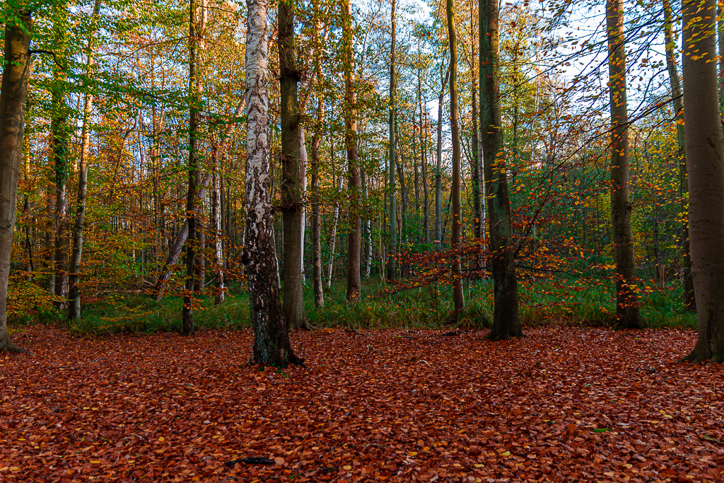 November.Wald