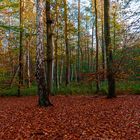 November.Wald