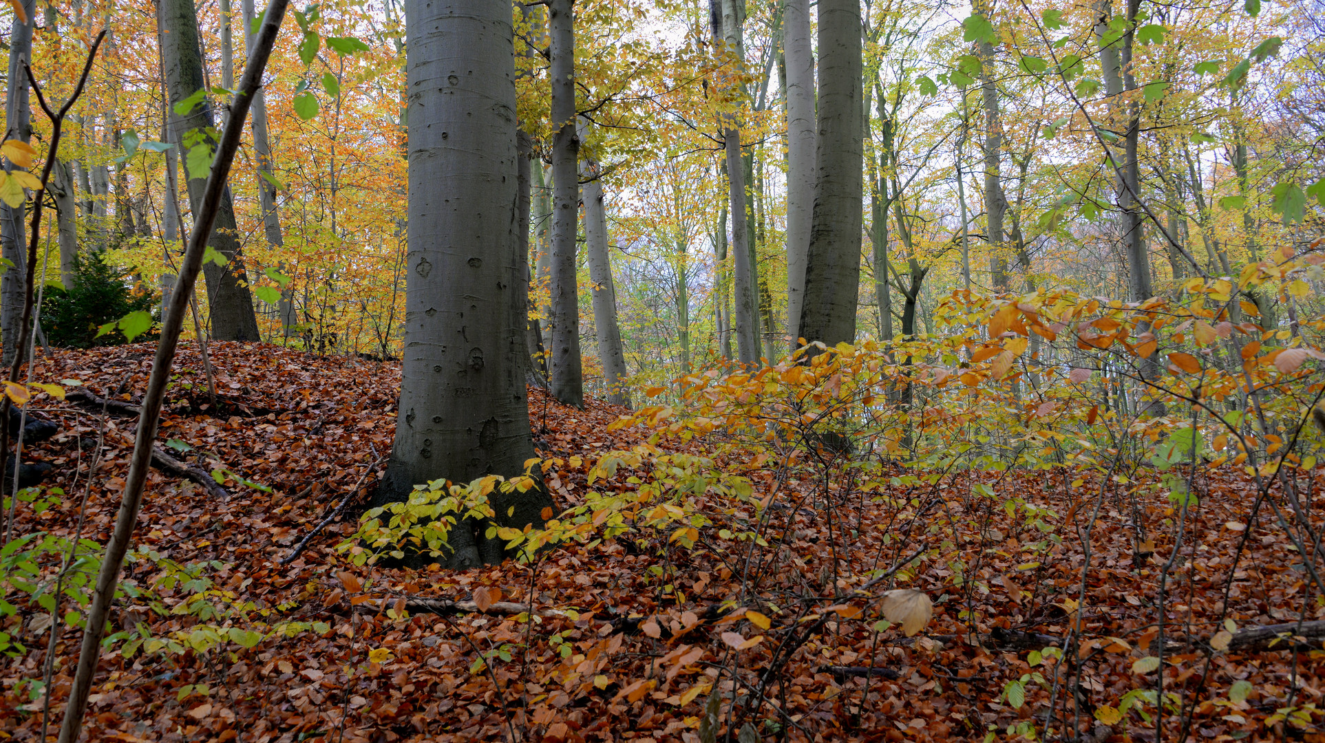 Novemberwald