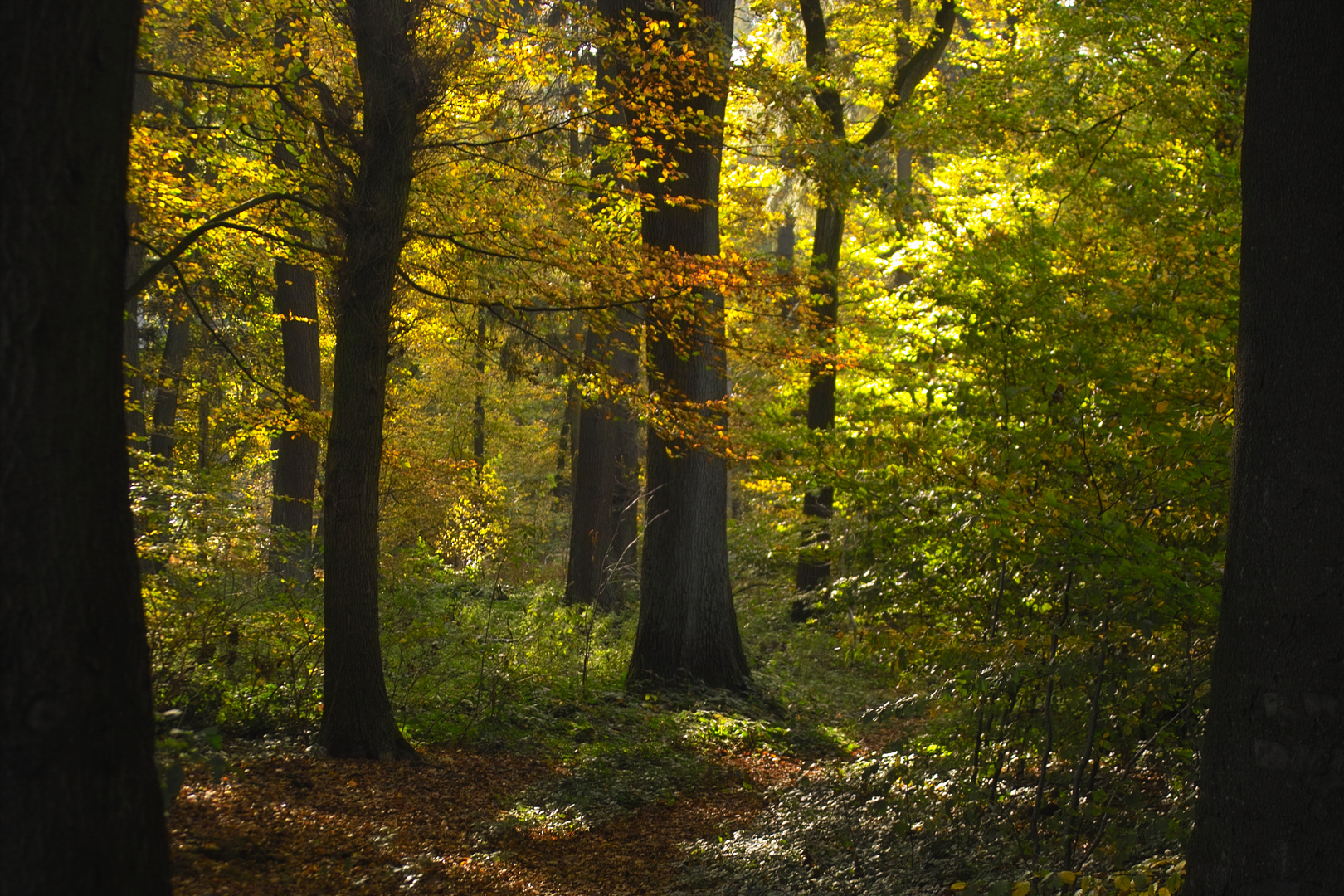 Novemberwald