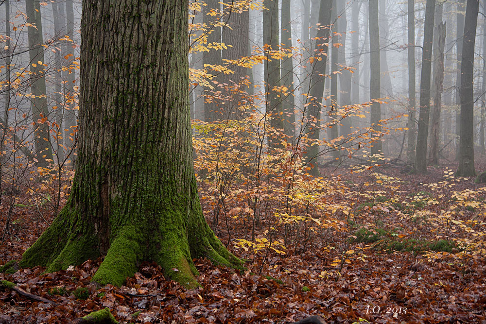 Novemberwald